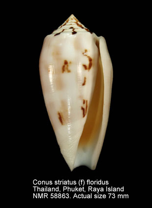 Conus striatus (f) floridus.jpg - Conus striatus (f) floridusG.B.Sowerby,1858
